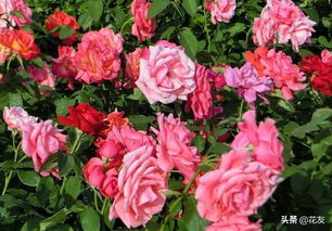 月季种植，间距大不大，kan这里！