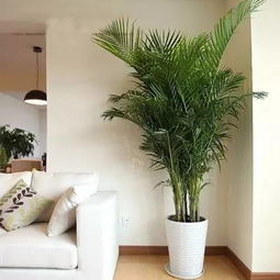 再来得提提这个绿萝