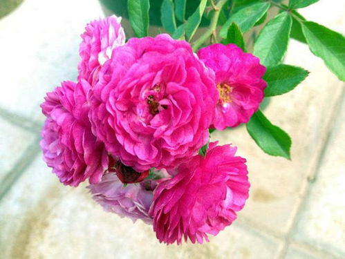 温度与光照的调控