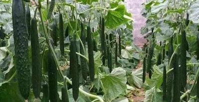 在哪些地区和气候条件下种植黄瓜最为适宜