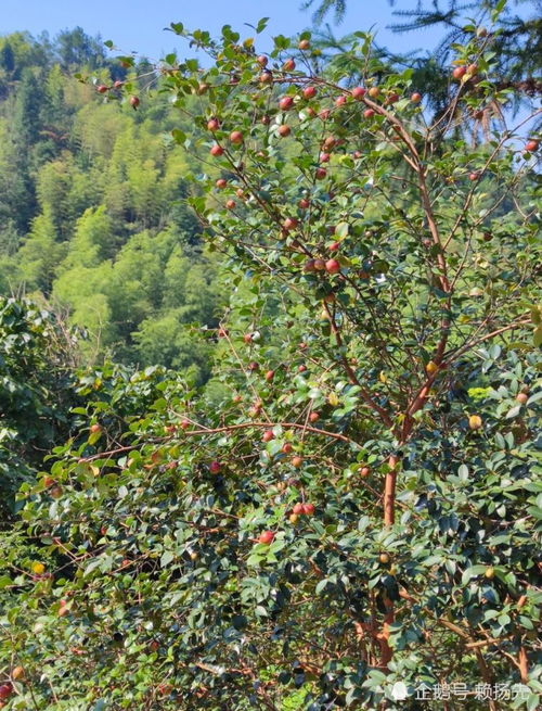 贵州野生茶油基地：揭秘优质茶油苗的最佳种植与育苗时机