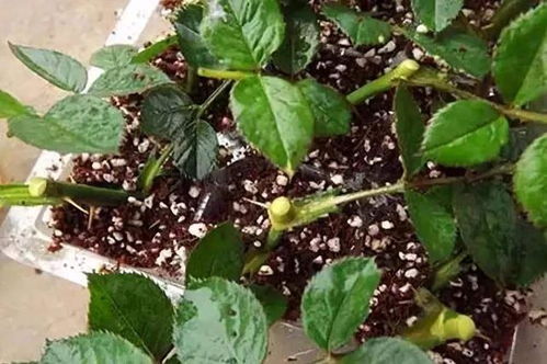 多种方法， 总有一种适合你