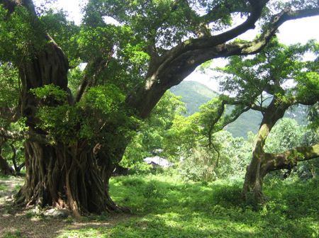 榕树气生根的起源与适应