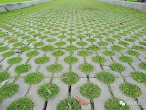 市政植草砖， 广州天河区家家乐医院附近有售