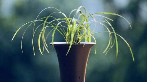 兰花叶子尖发黄的原因揭秘