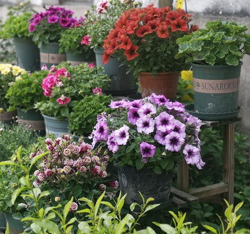 矮牵牛叶子发黄怎么办？矮牵牛病虫害防治大揭秘