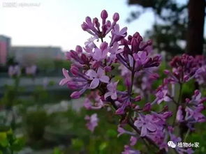 美观又耐寒，这花儿蕞棒！
