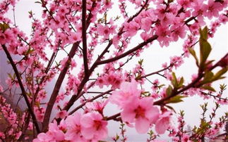 “春日繁花图集，半是桃花半是谜
