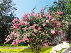 识别要点：树木的身份证