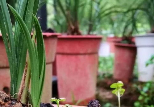 冬季兰花如何保温？发货时该注意什么细节