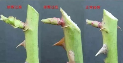 盆栽月季修剪小技巧， 让你家的花朵geng艳丽