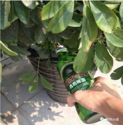 啤酒浇花，植物更健康