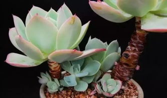 “多肉植物多头拆分，如何巧妙嵌入核心关键词
