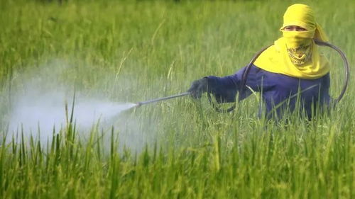 绿色植物的叶片为何变白？除草剂白色成分揭秘