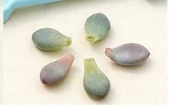 多肉繁殖太简单！手把手教你养出更多肉肉