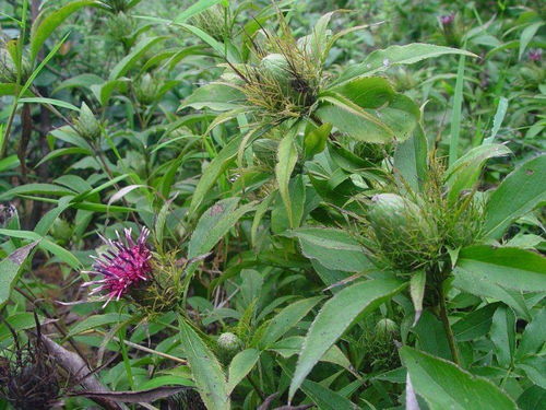 种植成本与收益分析