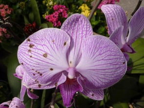 “室内花卉叶斑速解秘籍，养花达人必备！”