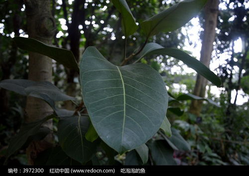 榕树掉叶子了如何挽救它的生机
