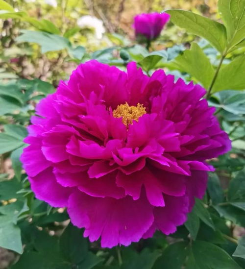 芍药花有几种颜色？常见的颜色分别有哪些