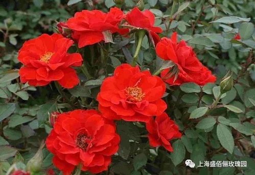 二级修剪，造型优化