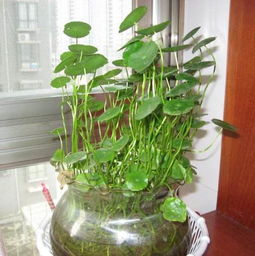 盆栽用土的必备条件揭秘