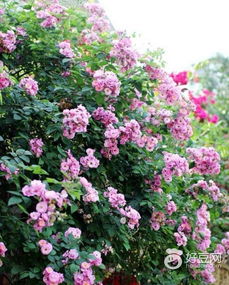 红蔷薇的花瓣有多大？