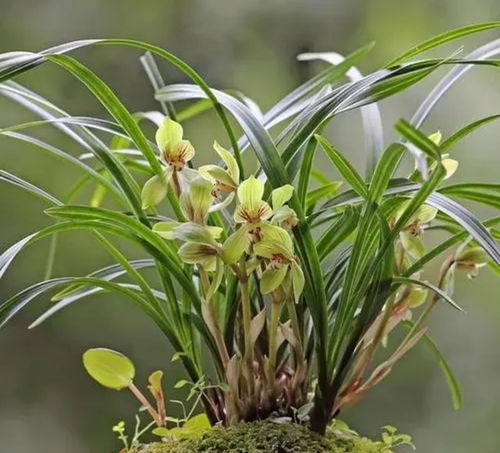 四川10月种植花儿的美好时光