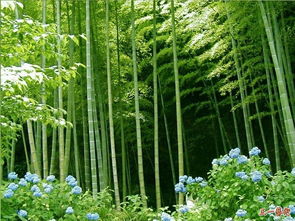 花竹双：花影摇曳间