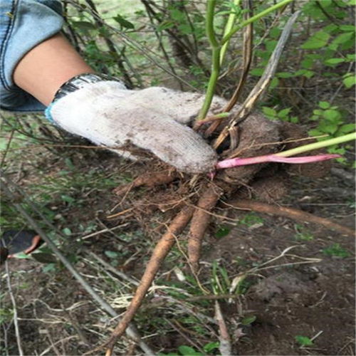芍药根块在哪个季节种植最适宜？芍药块茎种植方法和最佳种植时间是什么