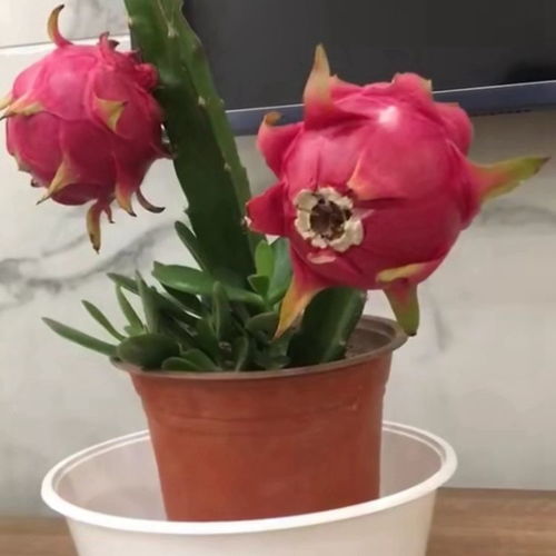 幸福树：温暖的光泽守护者