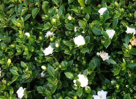 精准称量， 梯度溶解，酸碱测试，三步搞定