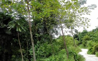 经济林木：文冠果、 黄连木、海蓬子