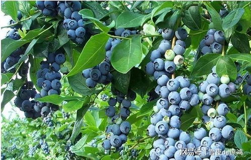 蓝丰蓝莓高效栽培，掌握8个种植前细节至关重要