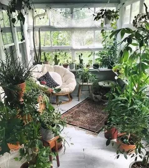 阳台种什么植物既美观又好养？懒人养花秘籍