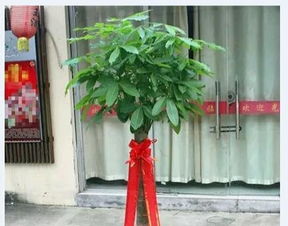 公司店铺开业送发财树，送一颗还是两颗更吉利