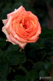 宝相月季:那迷人的古老之美