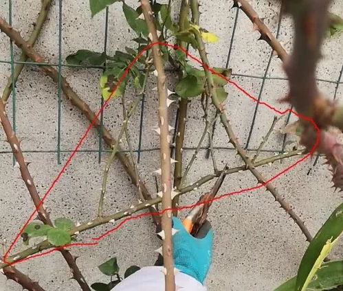 修剪误区与避开方法