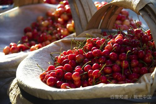 贵妃蟹市场价60-120元/斤