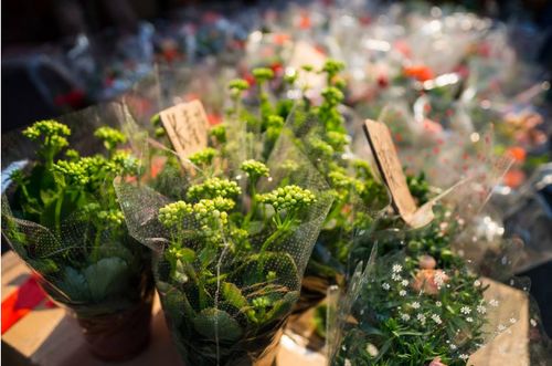 泡水时间表， 让你种植无忧