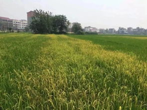 水稻田除草剂种类大盘点