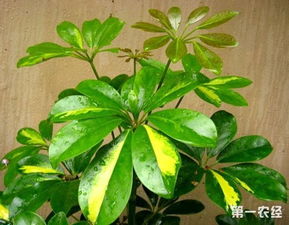 鸭掌木掉叶是什么原因导致的？如何正确养护避免叶子脱落