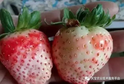 草莓灰霉病的典型症状与表现特征