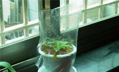 第一天：观察植物恢复情况