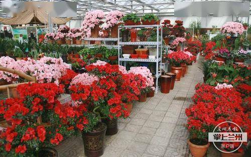 重庆花友张女士的错误示范：