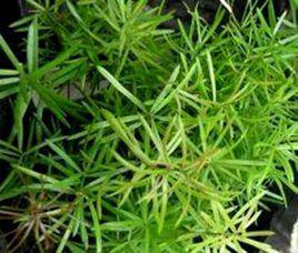 为什么松针土这么受欢迎呢？