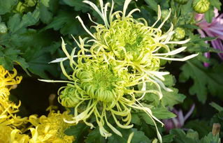 菊花种植方法