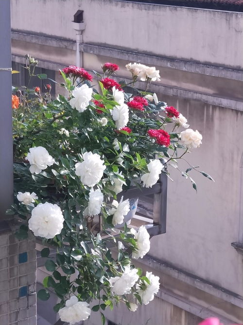 白米农月季的花朵特点