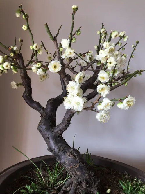 梅花如何浇水？浇水量和频率有讲究吗