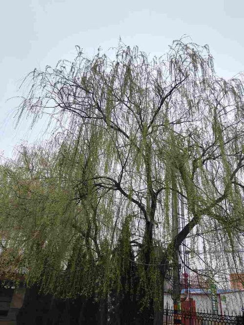 96树好养吗？新手也能种活的绿化树