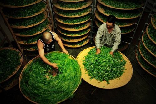 土茶，源自中国